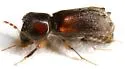 Xyloblaptus quadrispinosus - photo 2