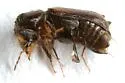 Xyloblaptus quadrispinosus - photo 3