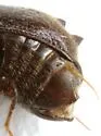Xyloblaptus quadrispinosus - photo 4