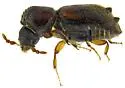 Xyloblaptus quadrispinosus - photo 5