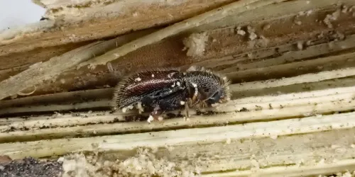 Xylocleptes bispinus - Xylocleptes bispinus