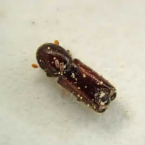 Xylocleptes bispinus - photo 2