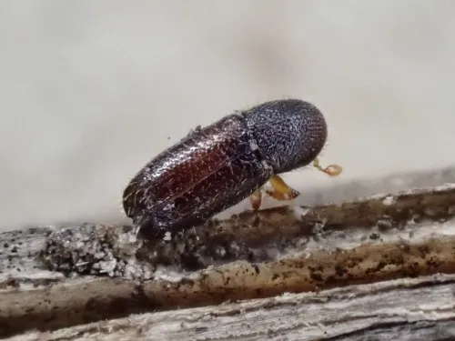 Xylocleptes bispinus - photo 4