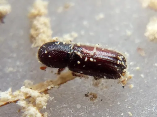 Xylocleptes bispinus - photo 6