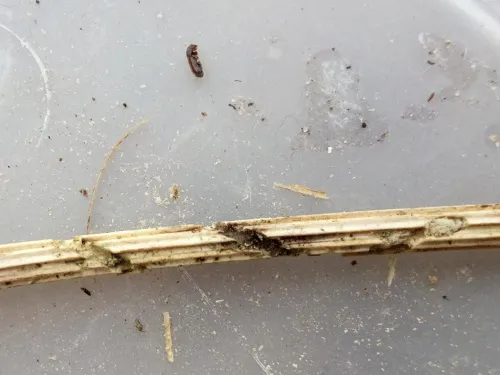 Xylocleptes bispinus - photo 8