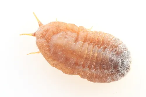 Xylococcidae - Xylococcidae
