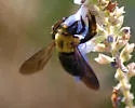 Xylocopa appendiculata