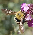 Xylocopa appendiculata - photo 2