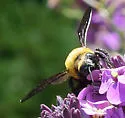 Xylocopa appendiculata - photo 3