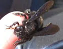 Xylocopa griswoldi