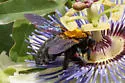 Xylocopa griswoldi - photo 2