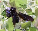 Xylocopa griswoldi - photo 3
