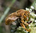 Xylocopa griswoldi - photo 4