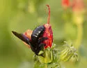 Xylocopa griswoldi - photo 5