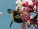 Southern Carpenter Bee