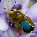 Southern Carpenter Bee - photo 2