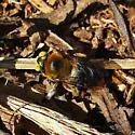 Southern Carpenter Bee - photo 3