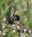 Southern Carpenter Bee - photo 4