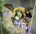 Southern Carpenter Bee - photo 5