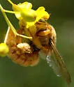 Valley Carpenter Bee