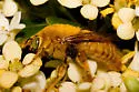 Valley Carpenter Bee - photo 3