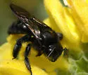 Valley Carpenter Bee - photo 4