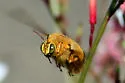 Valley Carpenter Bee - photo 5