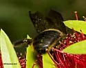 Xylocopa strandi