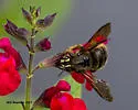 Xylocopa strandi - photo 2