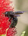 Xylocopa strandi - photo 3