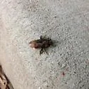 Xylocopa strandi - photo 4