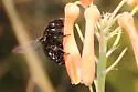 Xylocopa strandi - photo 5