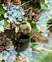 Horse-fly Carpenter Bee