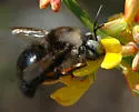 Horse-fly Carpenter Bee - photo 2