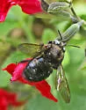 Horse-fly Carpenter Bee - photo 3