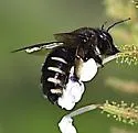 Horse-fly Carpenter Bee - photo 4