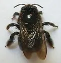 Horse-fly Carpenter Bee - photo 5