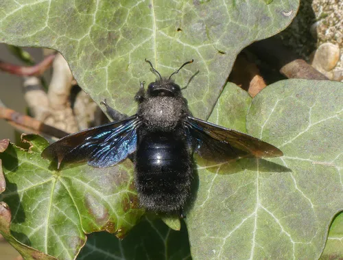 Xylocopa violacea