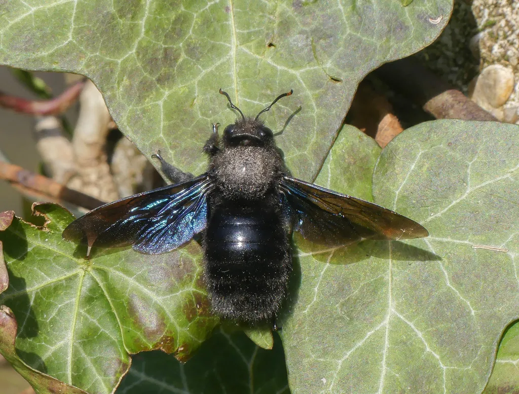 Violet Carpenter Bee - photo 2