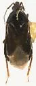 Xylocoris californicus