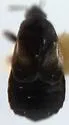 Xylocoris californicus - photo 2