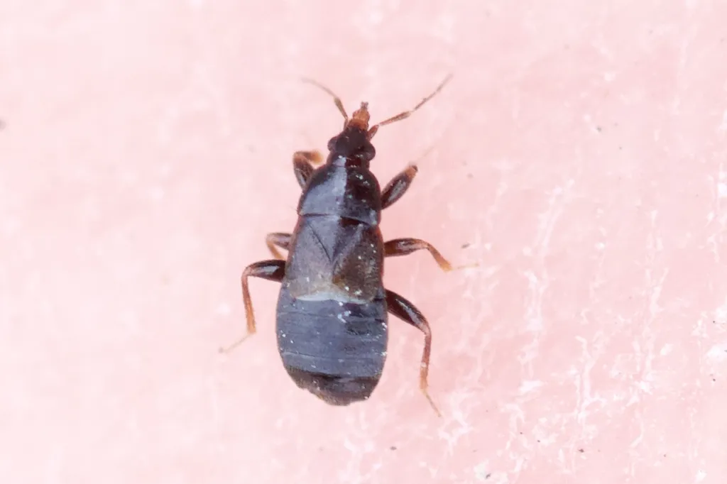 Xylocoris cursitans
