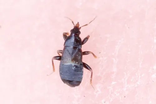 Xylocoris cursitans - photo 2