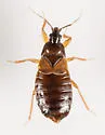 Warehouse Pirate Bug