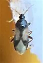 Xylocoris galactinus