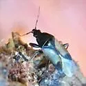 Xylocoris galactinus - photo 2