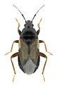 Xylocoris galactinus - photo 3