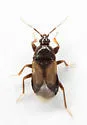 Xylocoris galactinus - photo 4