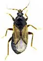 Xylocoris galactinus - photo 5