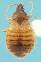 Xylocoris hirtus